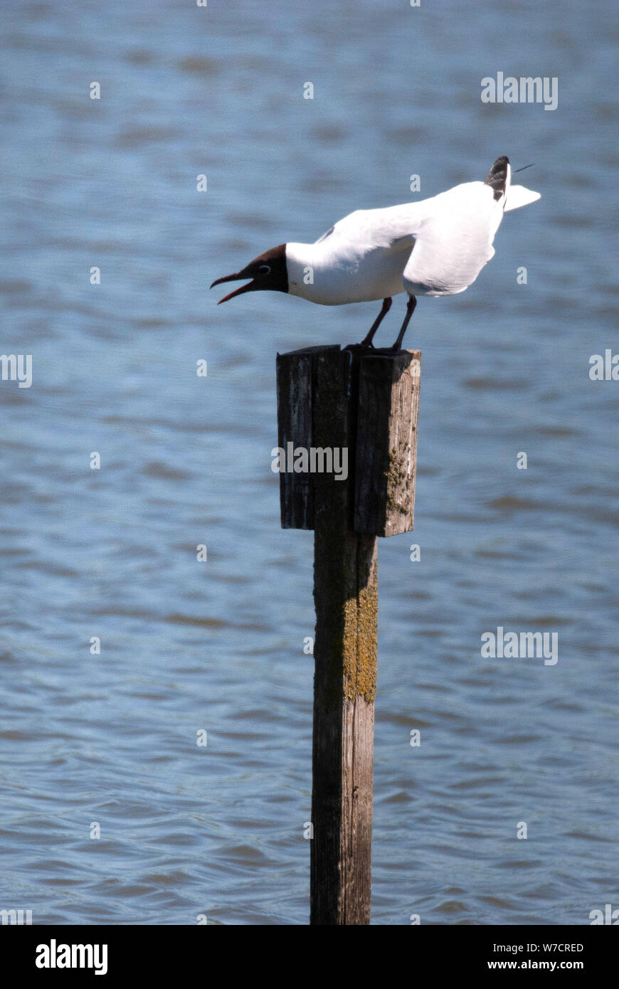 RSPB Saltholme, County Durham Banque D'Images