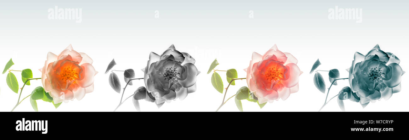 La haute résolution panoramique montage photographique de fleurs fleur rose. Chaque image a été individuellement classés. couleur Banque D'Images