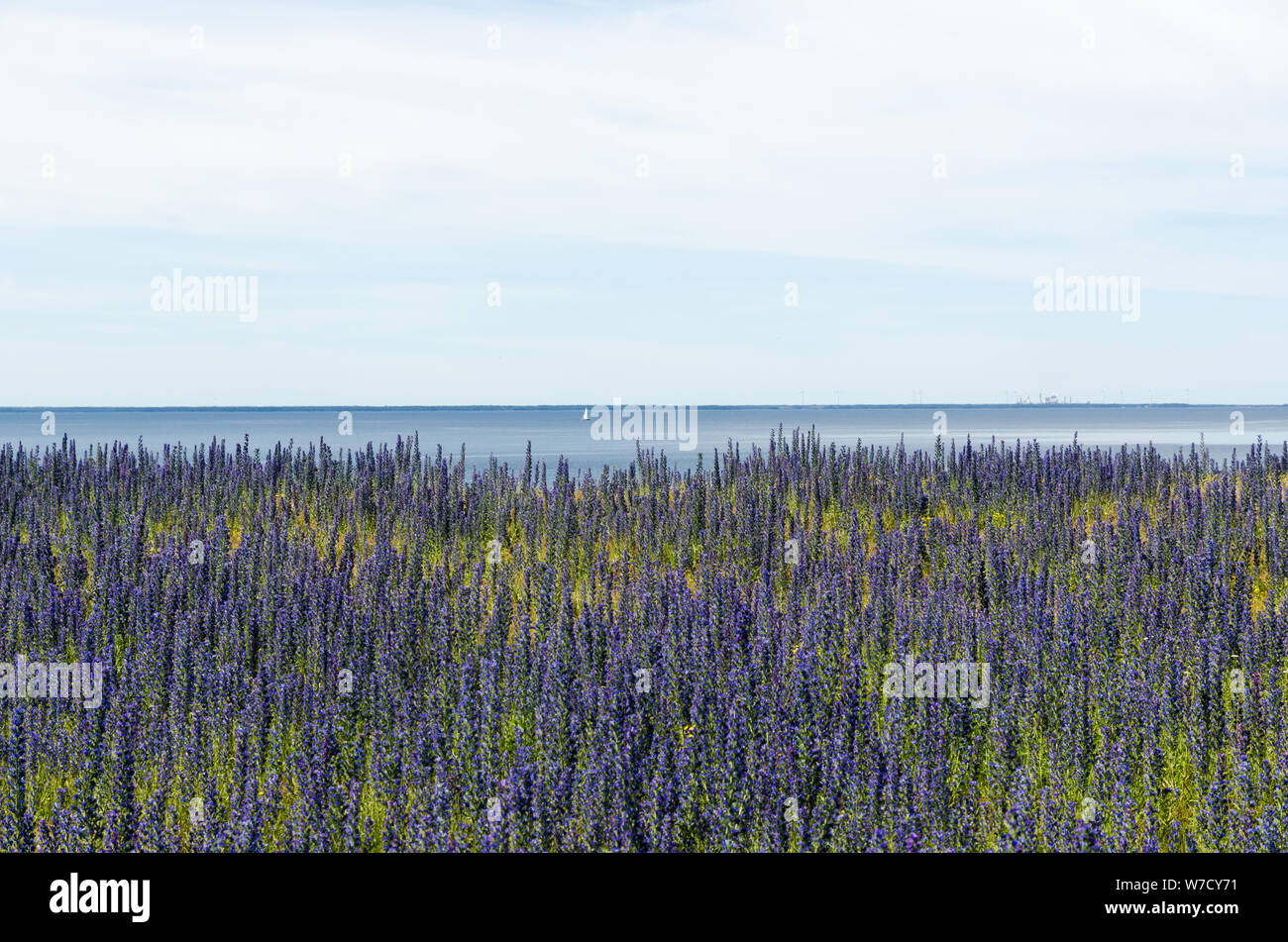 Blossom Blueweed fleurs par la côte de la mer Baltique Banque D'Images