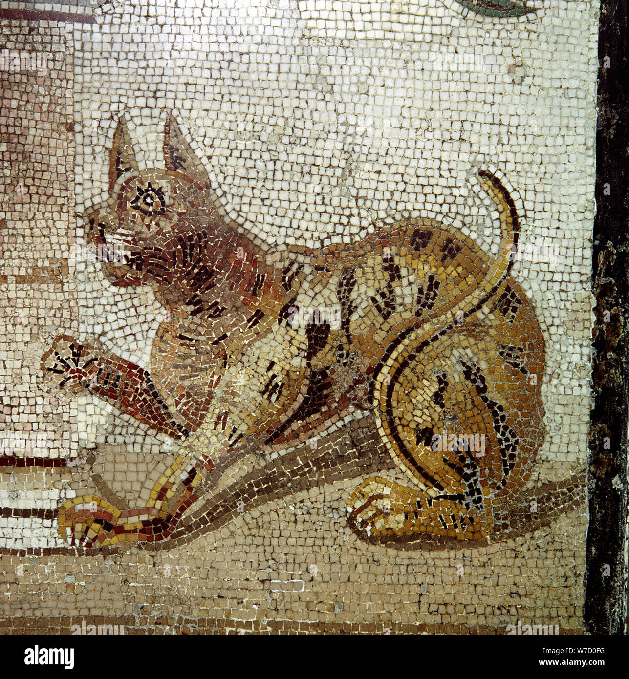 Détail de la mosaïque romaine montrant un chat, Pompéi, Italie. Artiste : Inconnu Banque D'Images