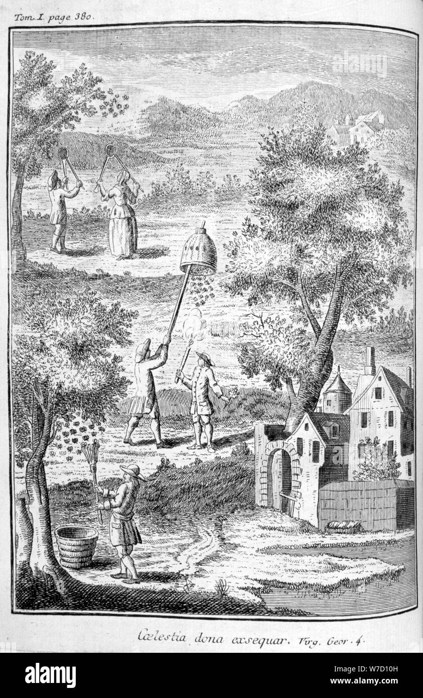 L'apiculture, 1775. Artiste : Inconnu Banque D'Images