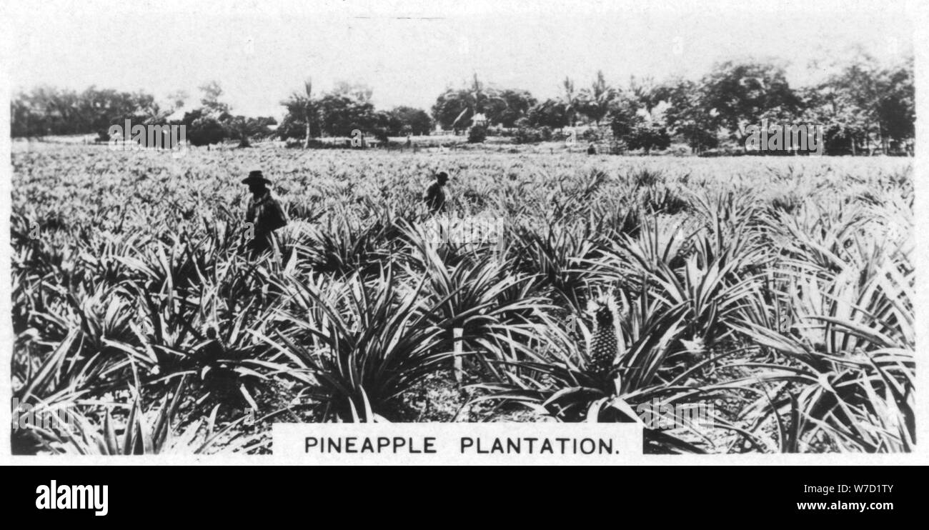 Plantation d'ananas, de l'Australie, 1928. Artiste : Inconnu Banque D'Images