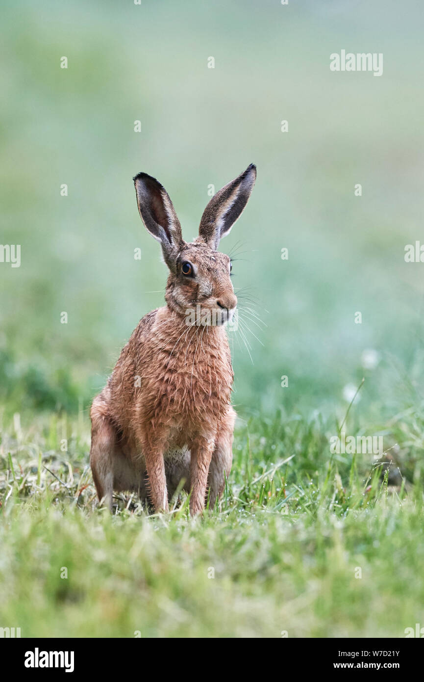 Lièvre brun (Lepus europaeus) UK Banque D'Images