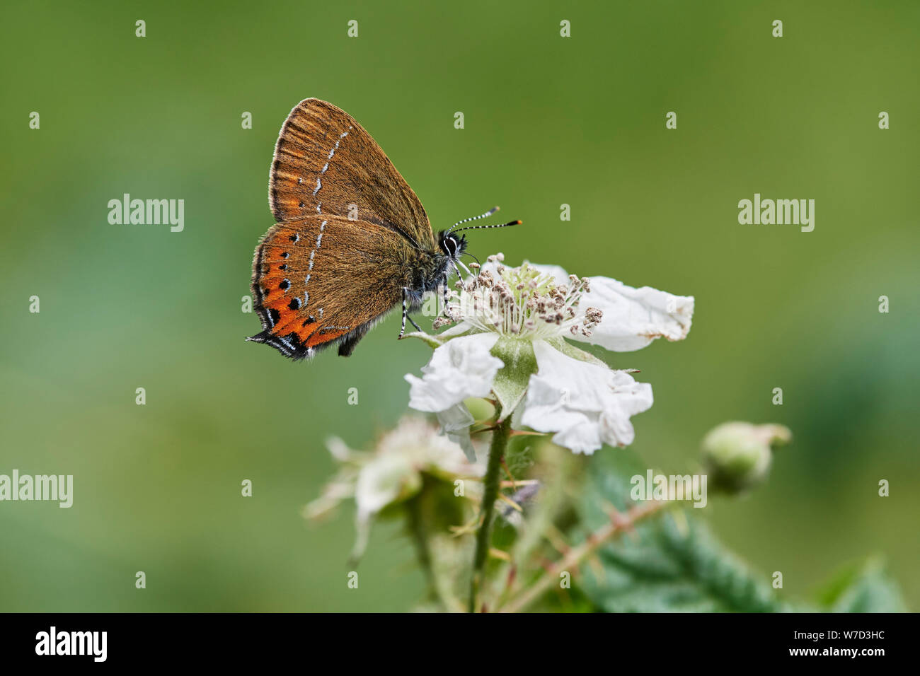 Papillon porte-queue noire (Satyrium pruni) UK Banque D'Images