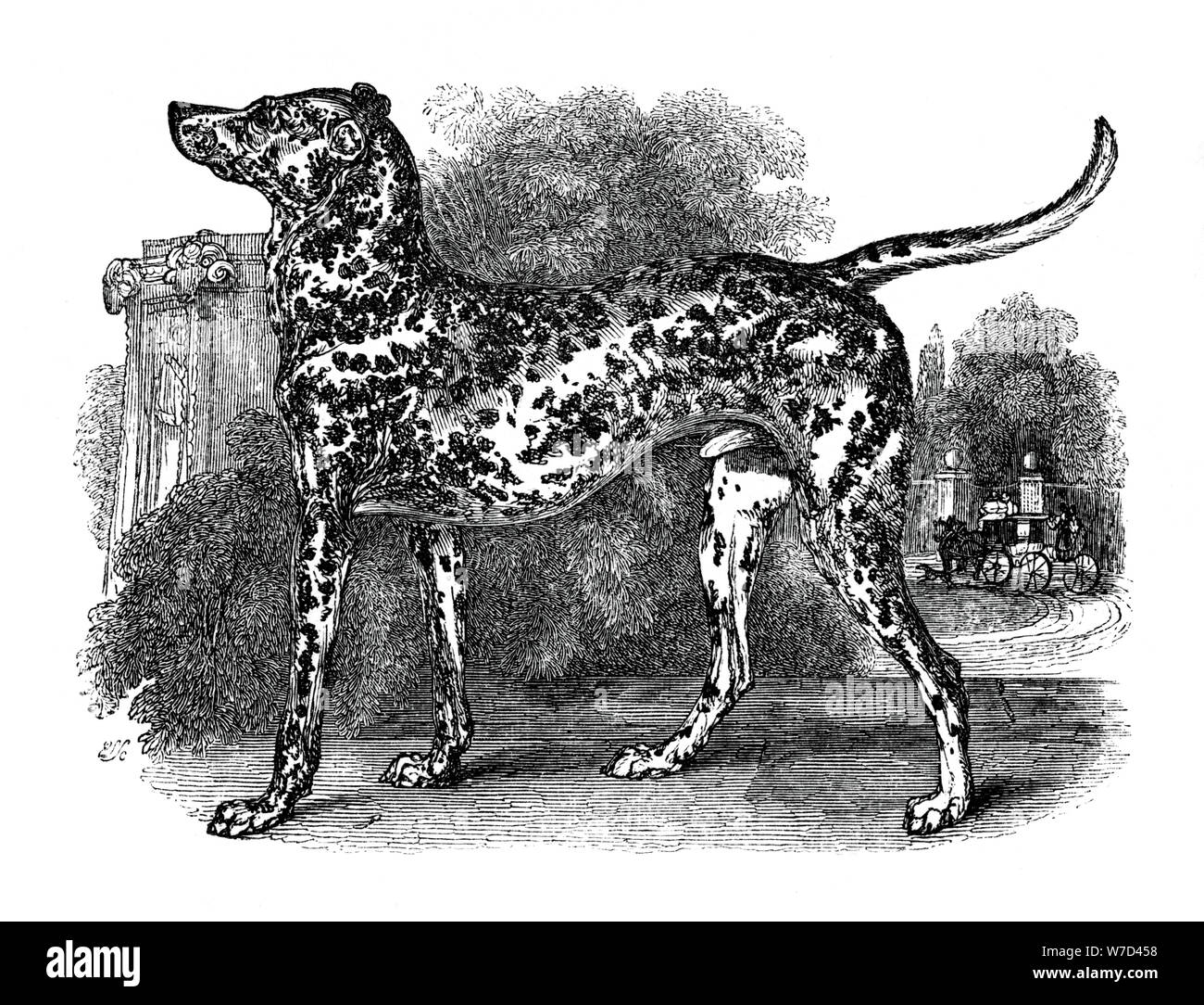 Chien dalmatien, 1848. Artiste : Inconnu Banque D'Images