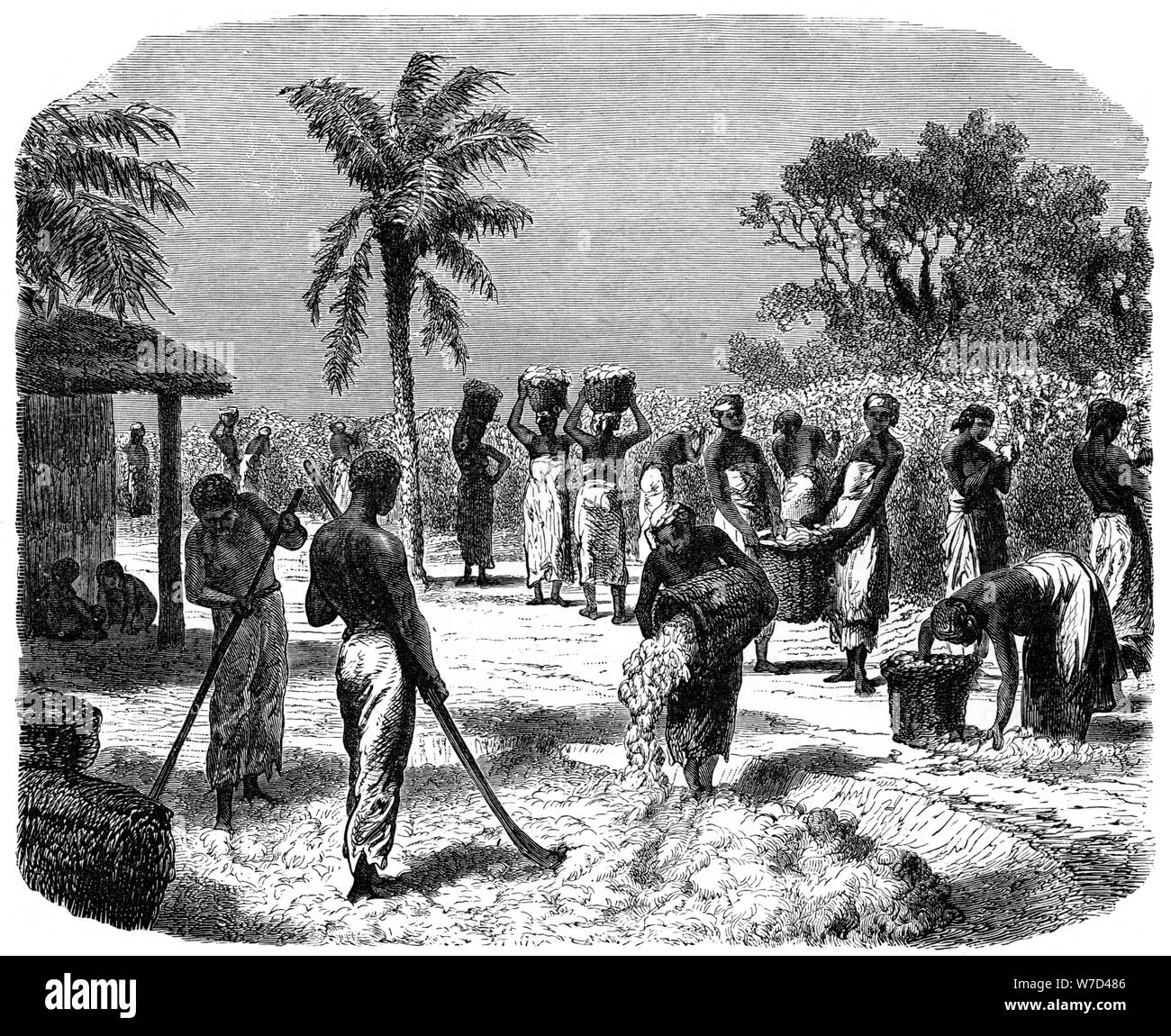 Une plantation de coton, c1880. Artiste : Inconnu Banque D'Images