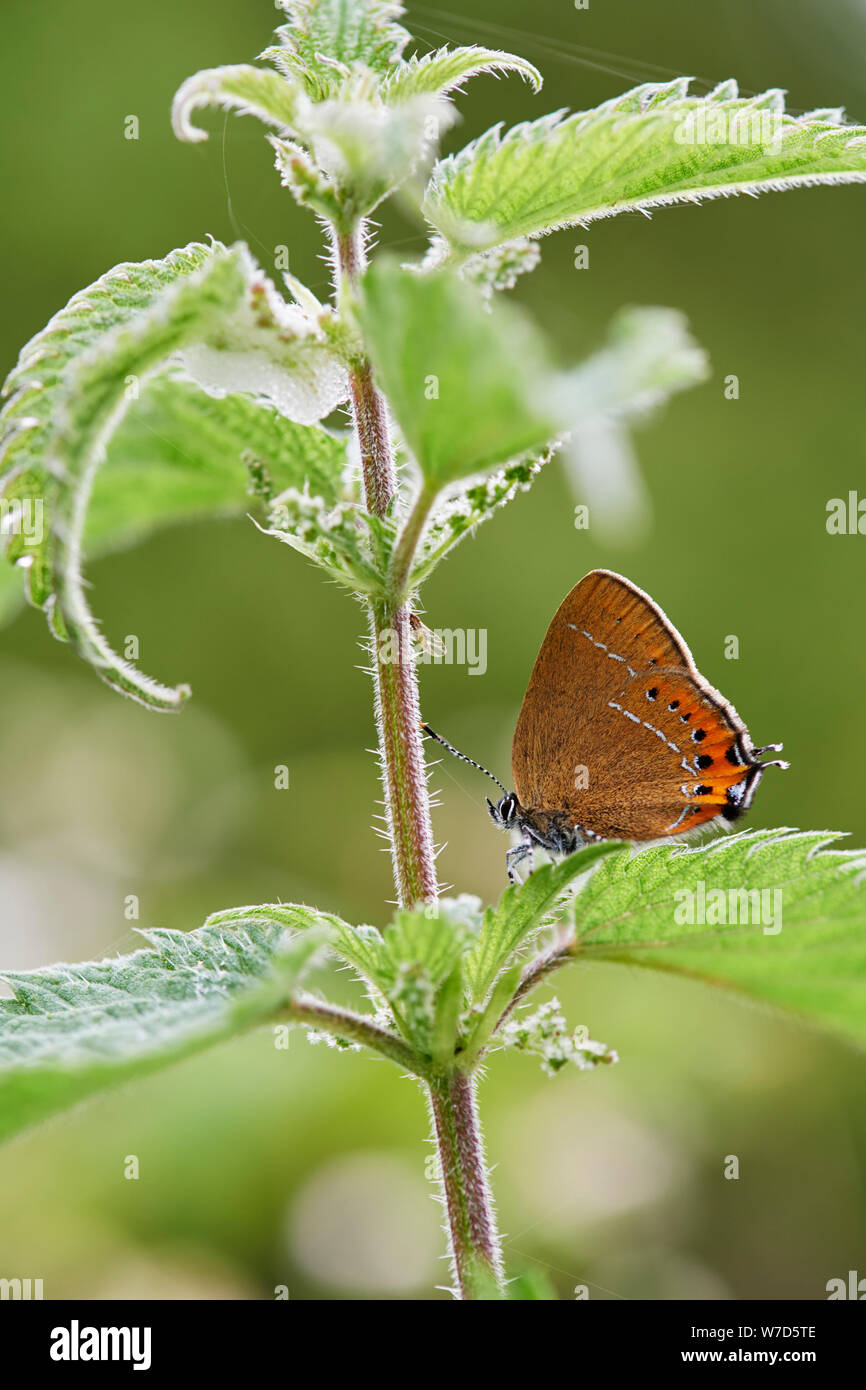 Papillon porte-queue noire (Satyrium pruni) UK Banque D'Images