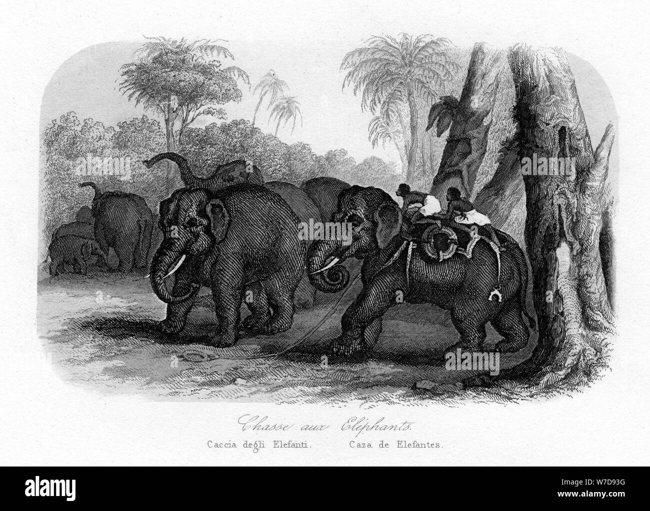 D'éléphants sauvages, de l'Inde, c1840. Artiste : Inconnu Banque D'Images