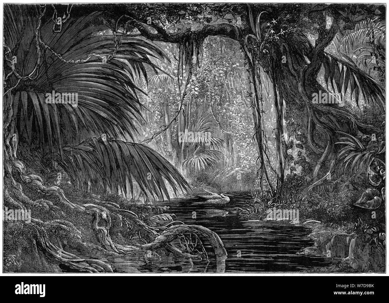 Une scène de la forêt au Pérou, 1877. Artiste : Inconnu Banque D'Images