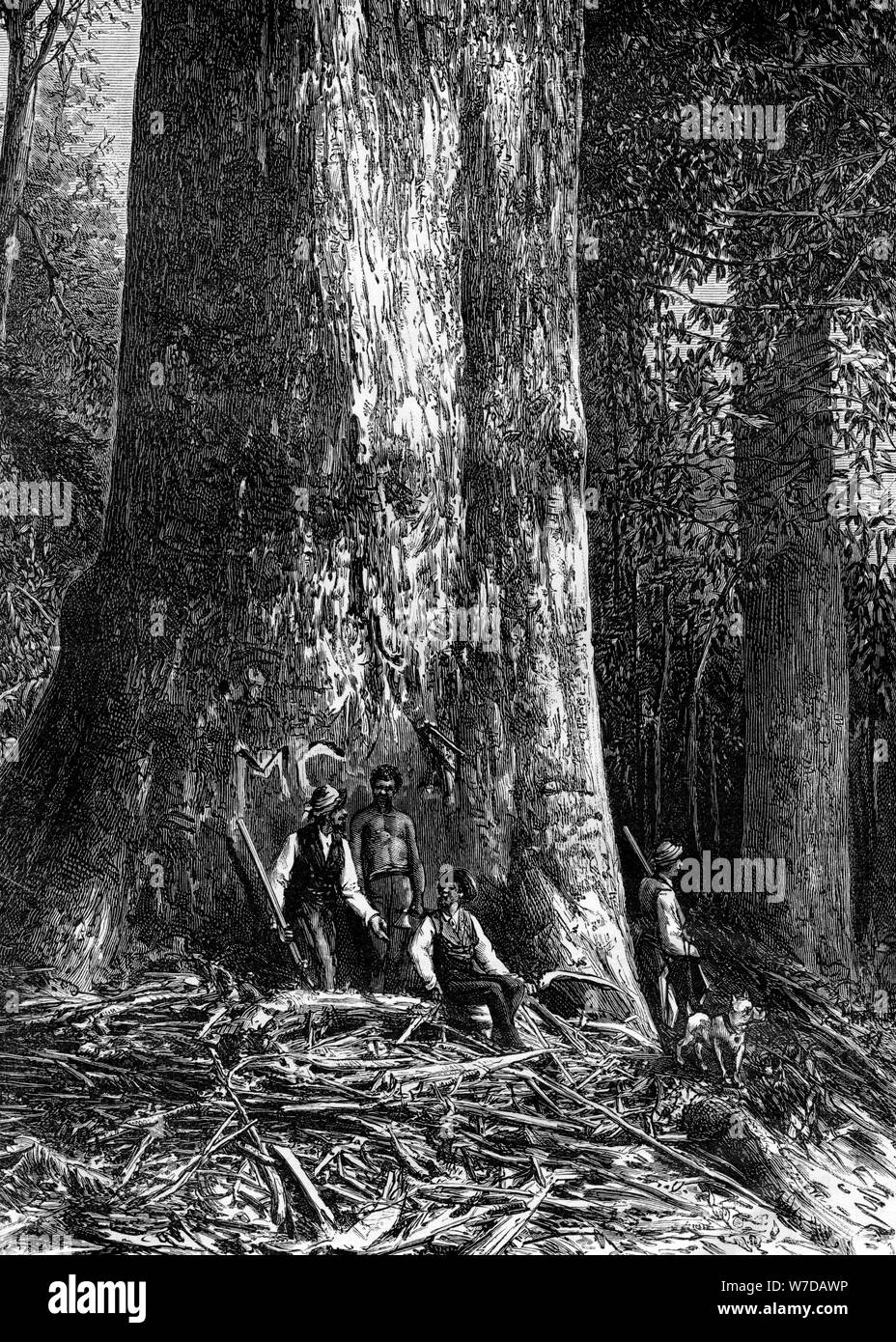 Eucalyptus géant, l'Australie, 1886. Artiste : Taylor Banque D'Images