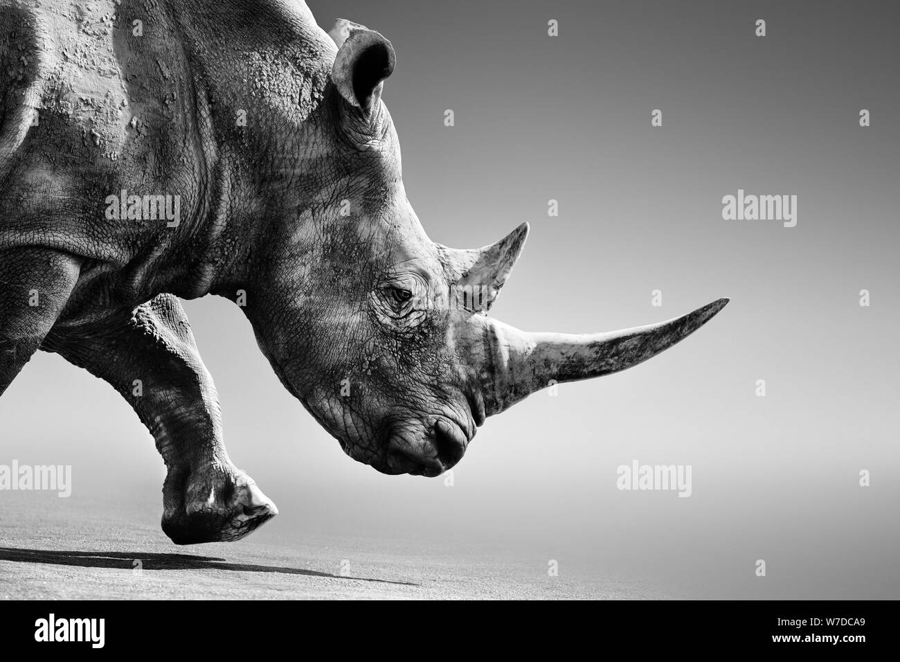 Rhino, rhinoceros close up en cas de mobilité dans le Parc National de Kruger. Fine art, Monochrome. Ceratotherium simum Banque D'Images