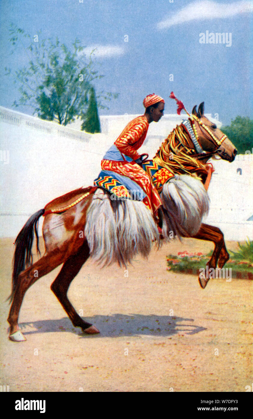 Un Arabe dancing horse, Udaipur, Inde, 1922.Artiste : Herbert Ponting Banque D'Images