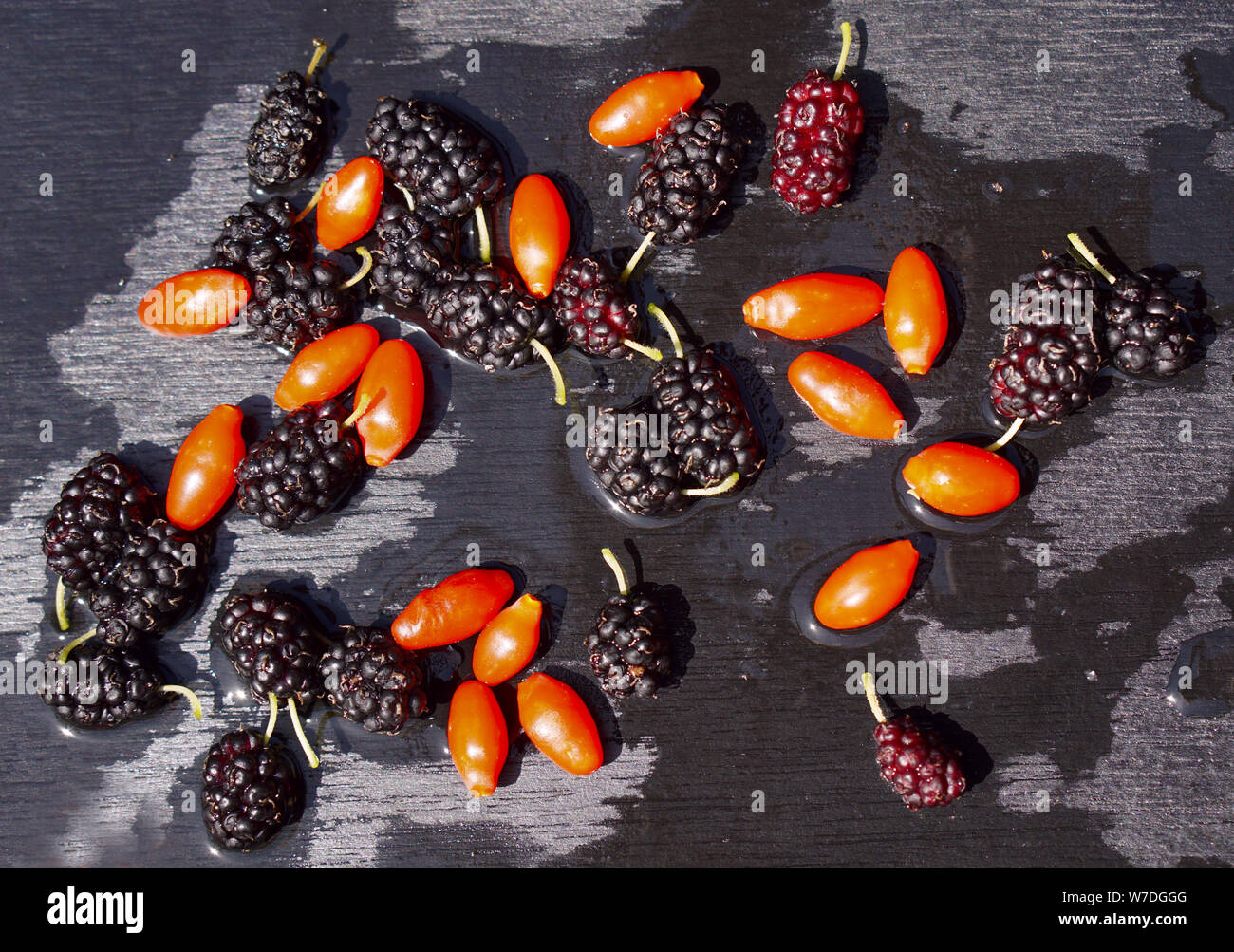 Les baies fraîches de mûrier noir et rouge sur fond de bois noir de goji dans jardin de journée d'été Banque D'Images