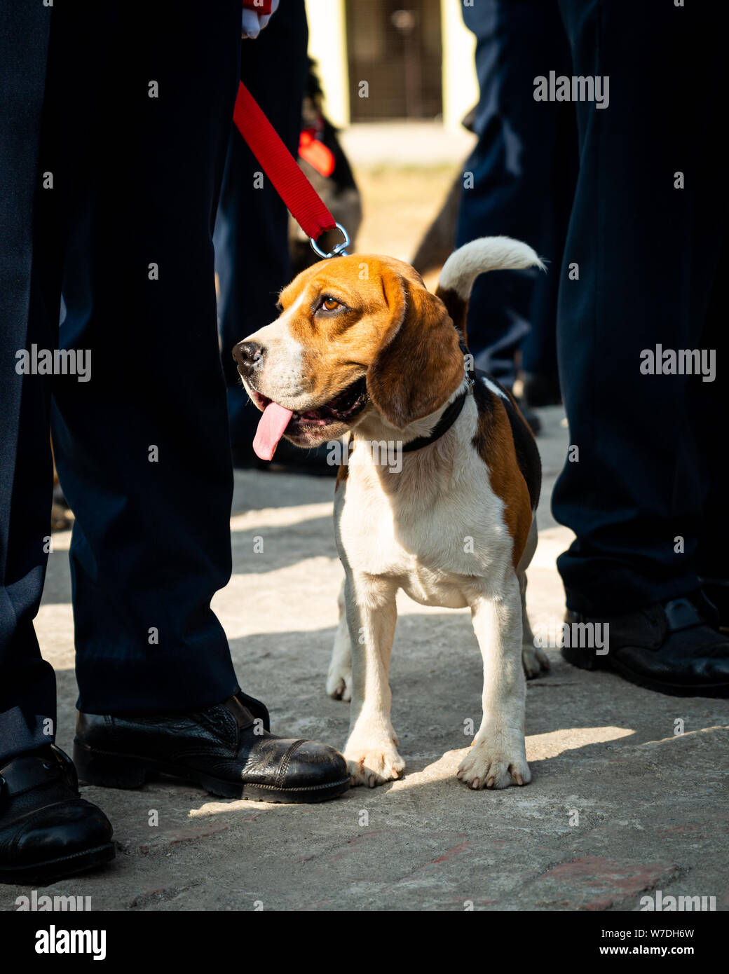 Beagle chien de police. Cette race est principalement utilisé pour des missions de recherche et sauvetage et de chiens renifleurs. Banque D'Images