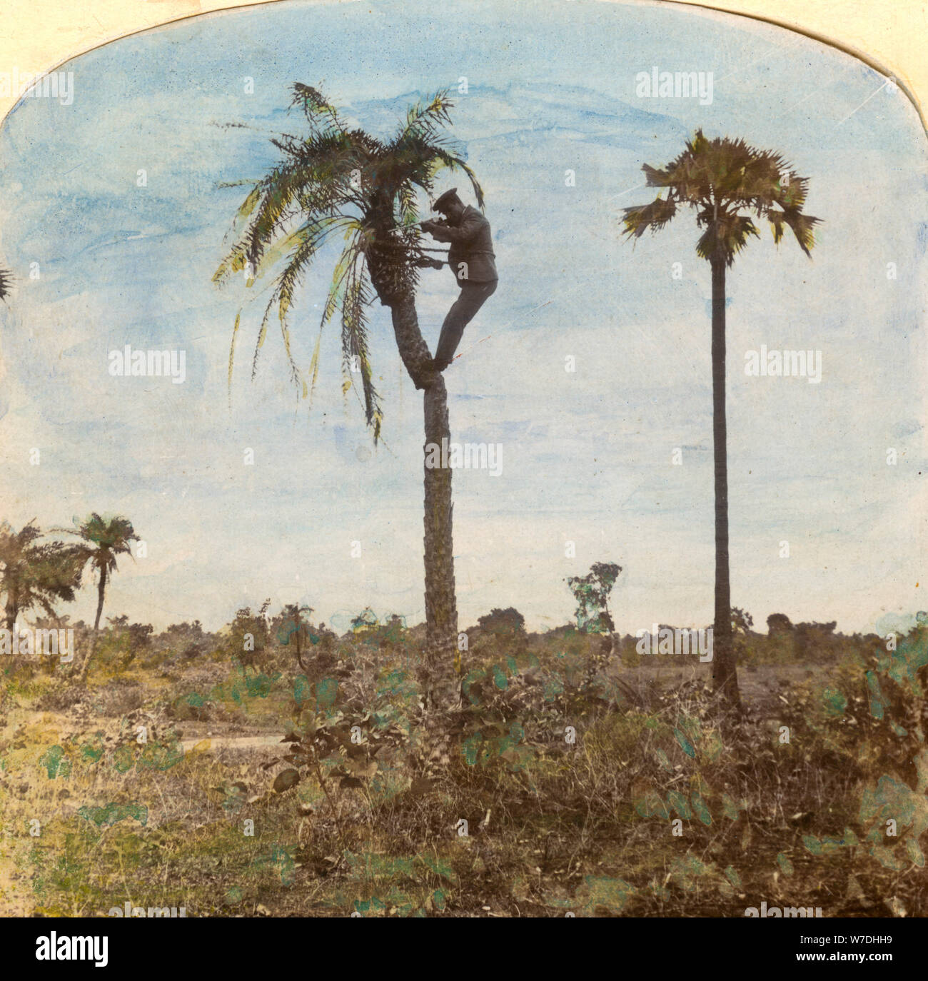 Le capitaine Osman tournage à partir d'un arbre à l'aide de sangles, de l'Inde, des années 1900. Artiste : Inconnu Banque D'Images