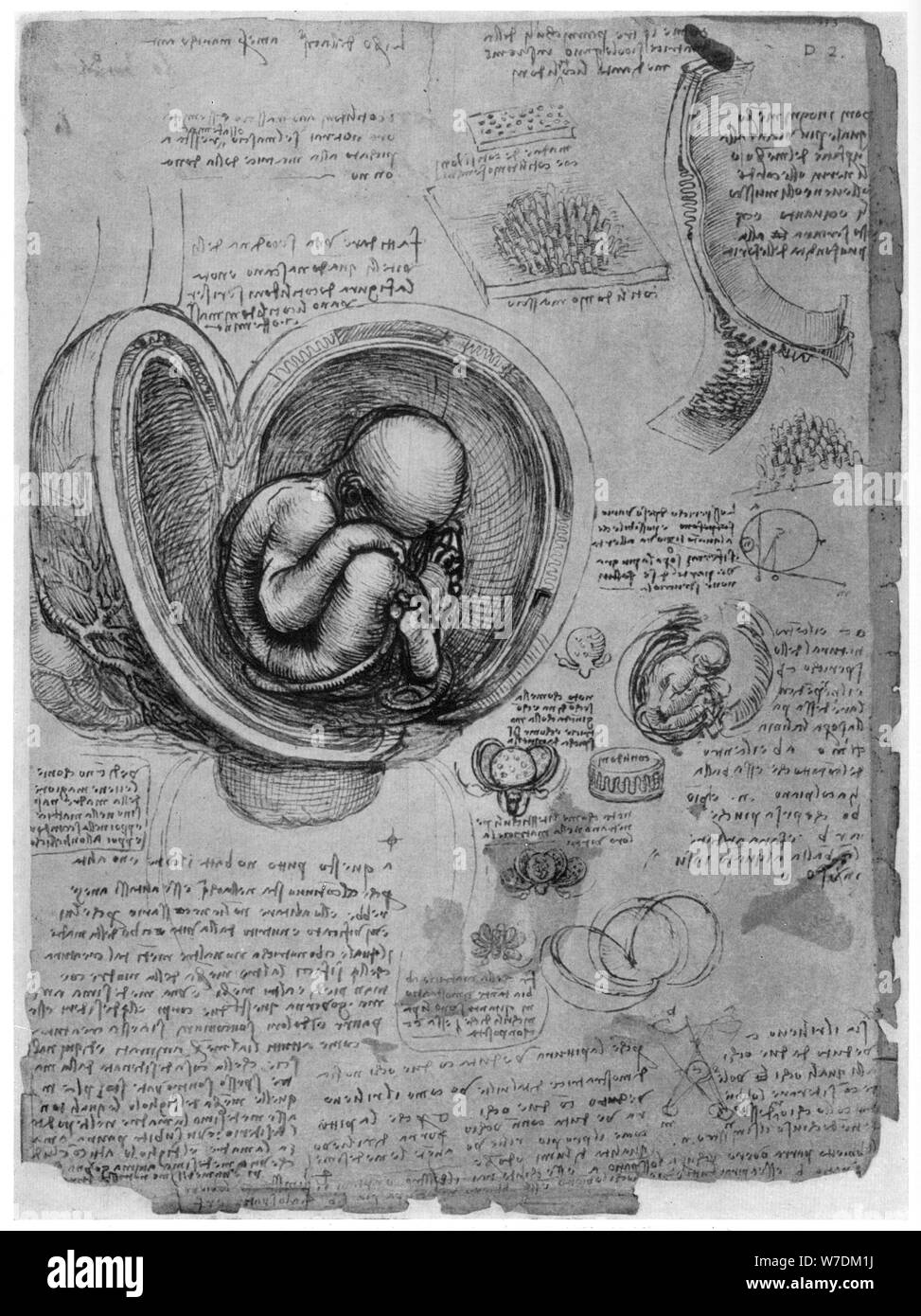 Croquis anatomiques d'un foetus humain dans le ventre, c1510 (1954). Artiste : Leonardo da Vinci Banque D'Images