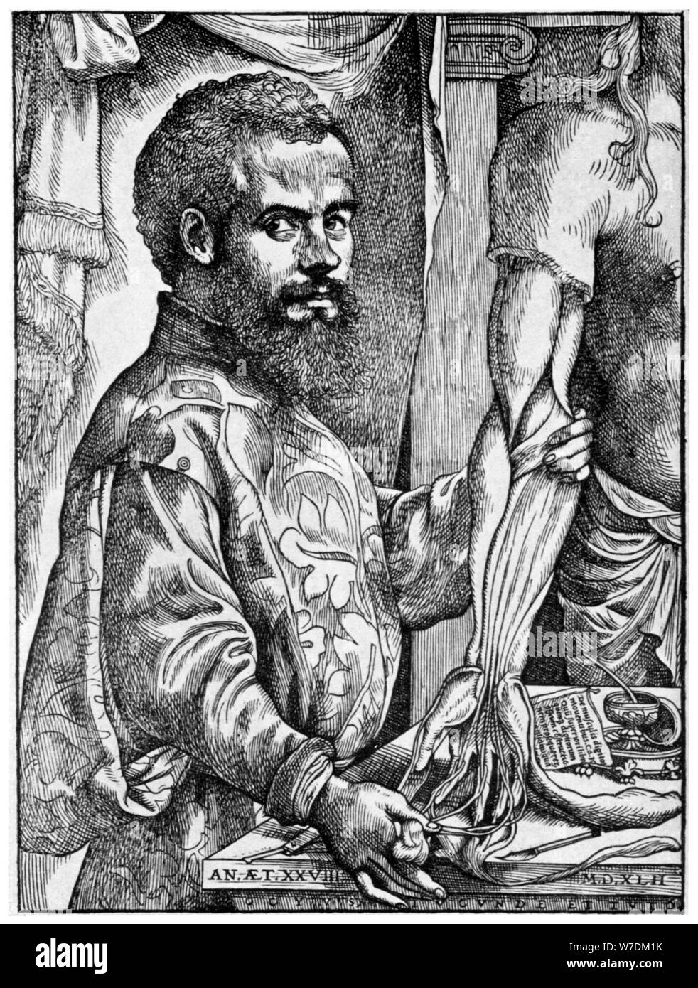 Andreas Vesalius, 16e siècle, anatomiste flamand 1954. Artiste : Inconnu Banque D'Images