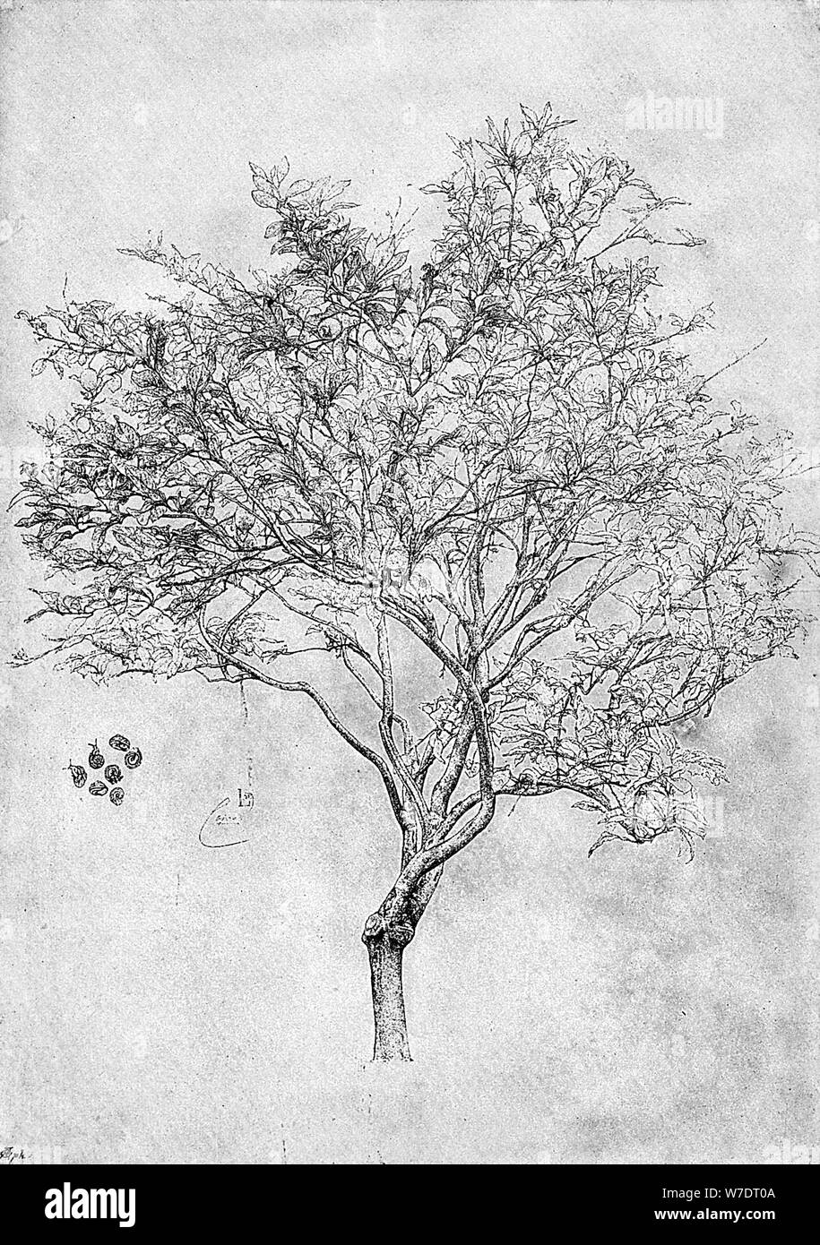 Étude d'un citronnier, 1899. Artiste : Inconnu Banque D'Images