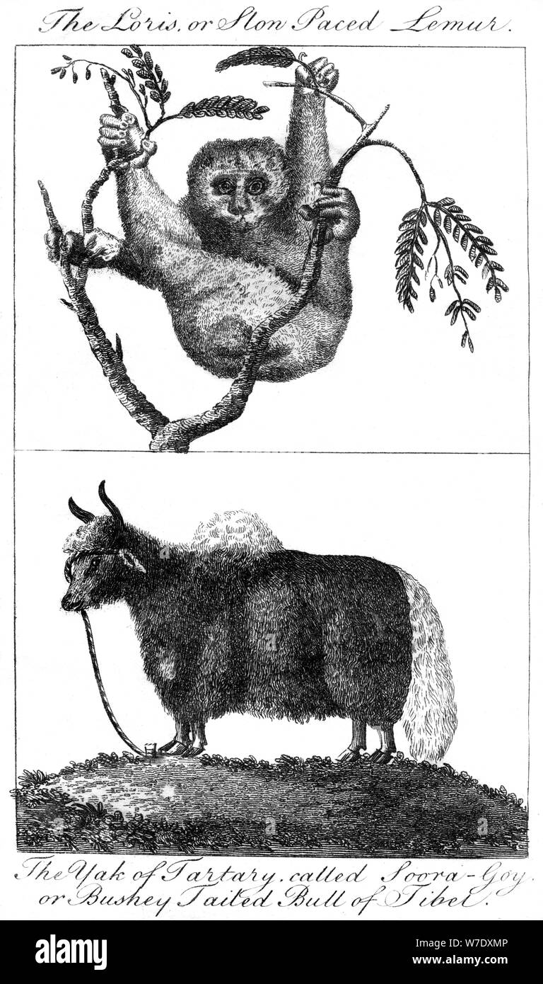 Un loris et un Yak, 1799. Artiste : Inconnu Banque D'Images