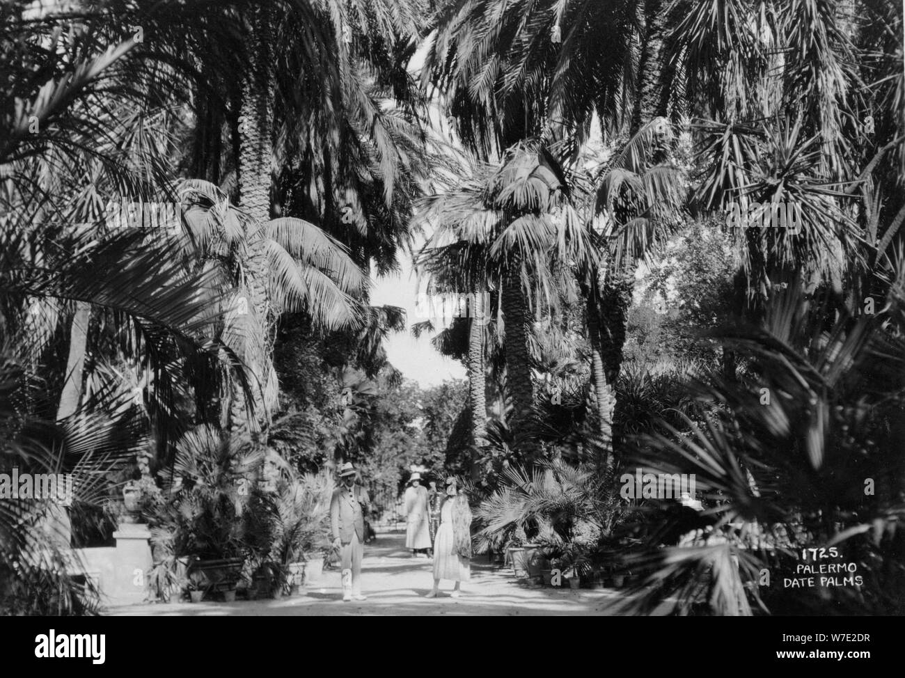 Les Dattiers, Palerme, Sicile, Italie, c1920s-c1930s( ?). Artiste : Inconnu Banque D'Images