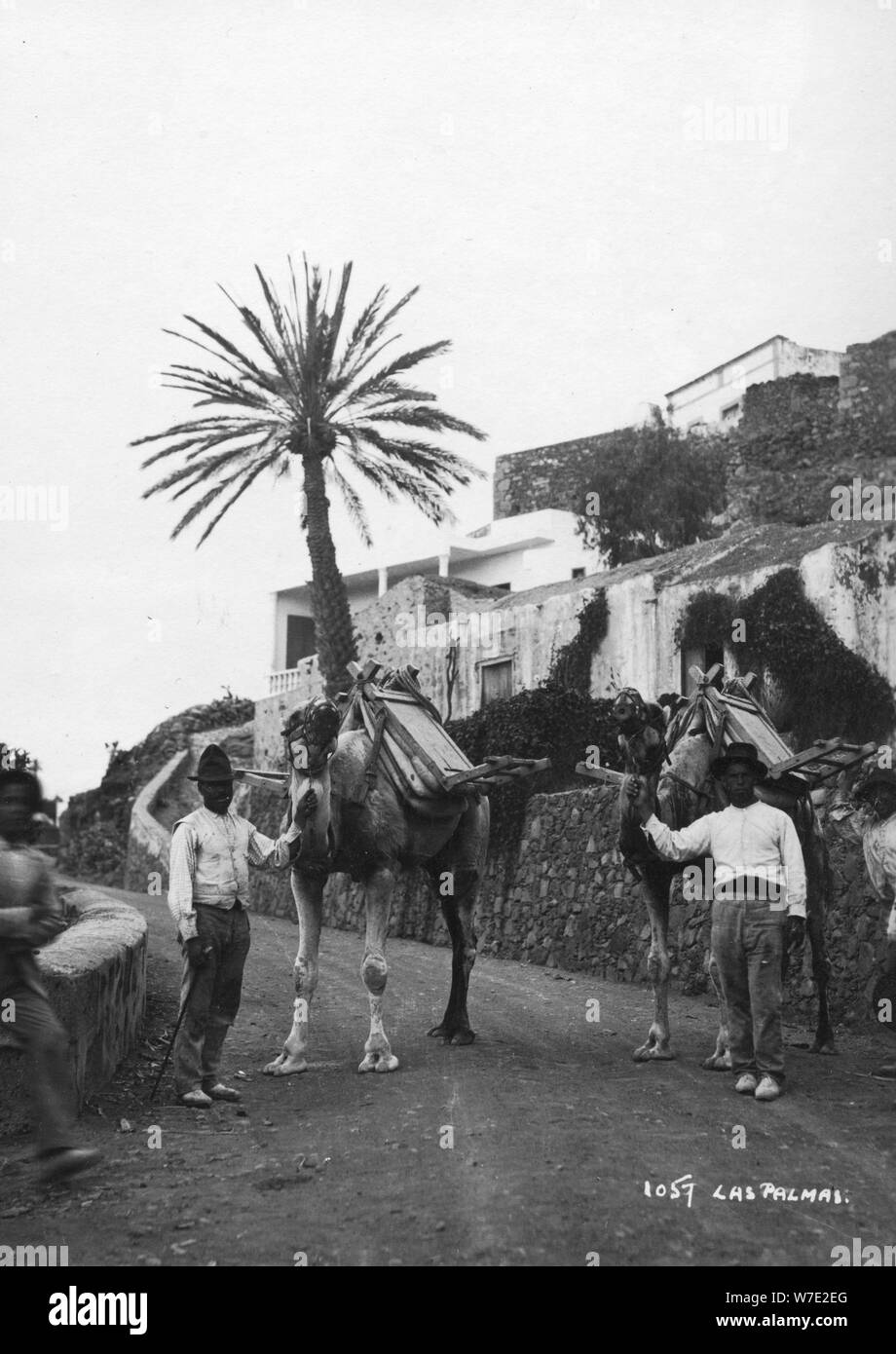Les hommes avec des chameaux, Las Palmas, Gran Canaria, Îles Canaries, Espagne, c1920s-c1930s( ?). Artiste : Inconnu Banque D'Images