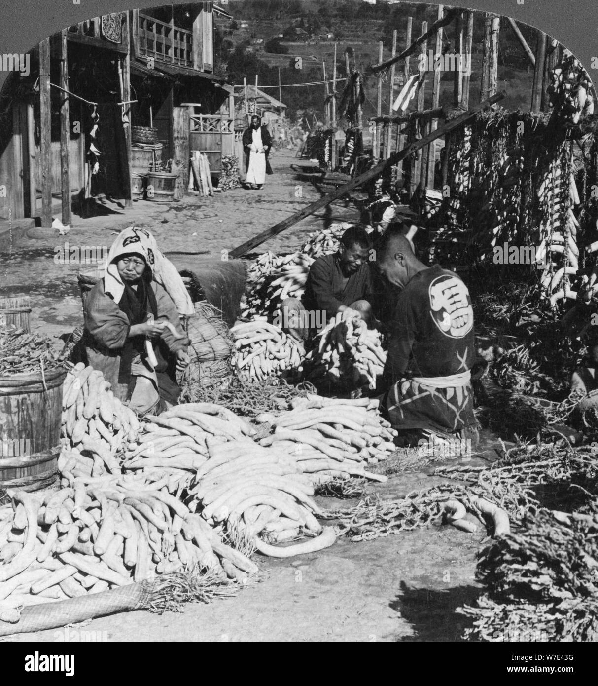 Trier et empaqueter le daikon (radis japonais) sur le ...