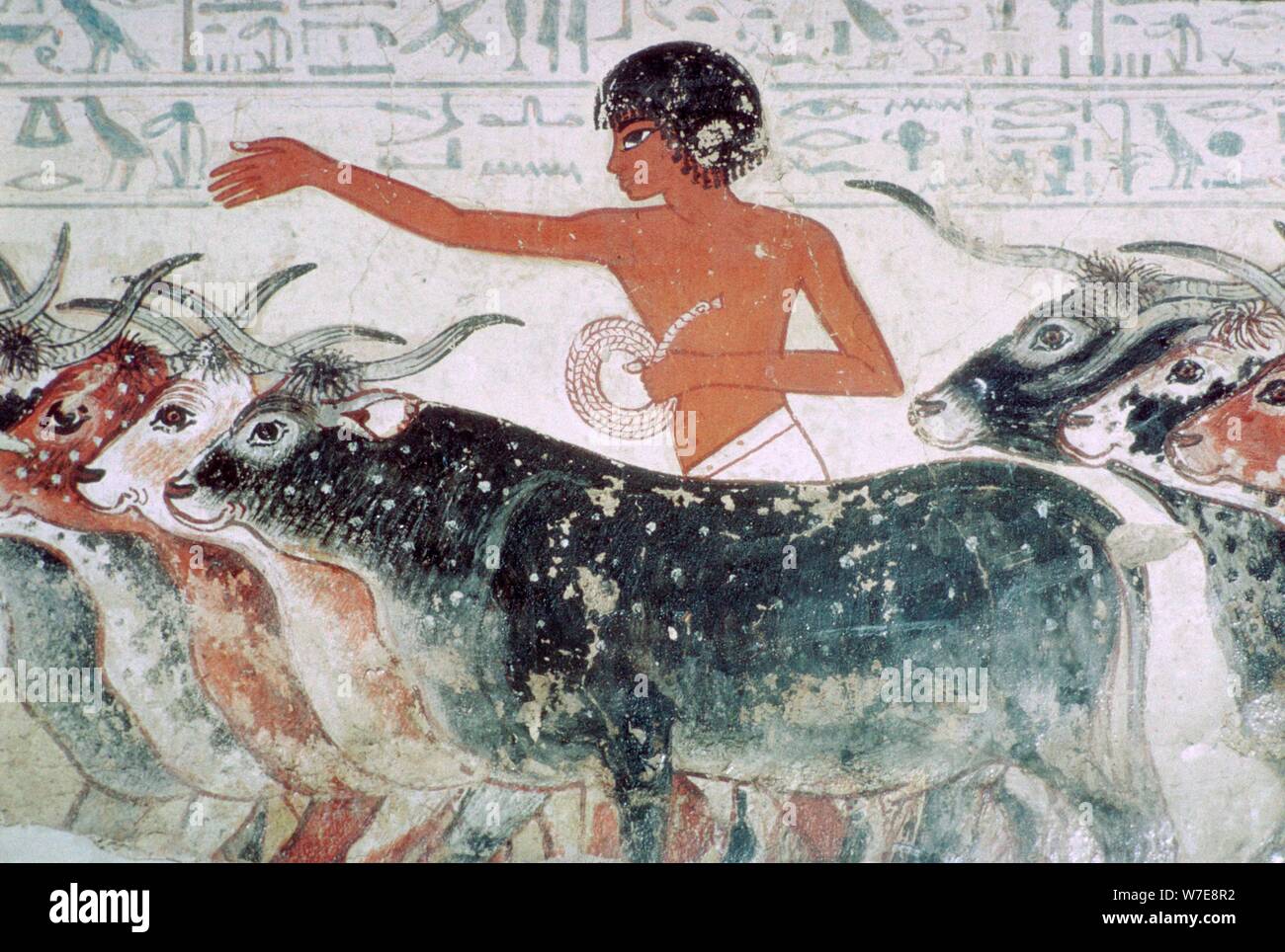 Les bovins mis à l'inspection : la peinture murale de la tombe de Nebamun (n° 5), l'Égypte, c1350 BC. Artiste : Inconnu Banque D'Images