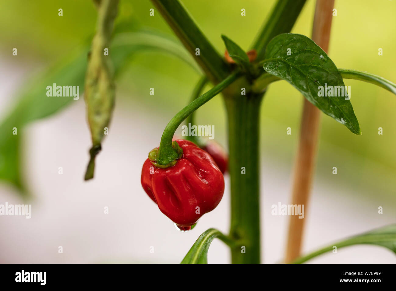 Poivrons Habanero (Capsicum chinense) de la variété Rocotillo, poussant dans un potager. Banque D'Images