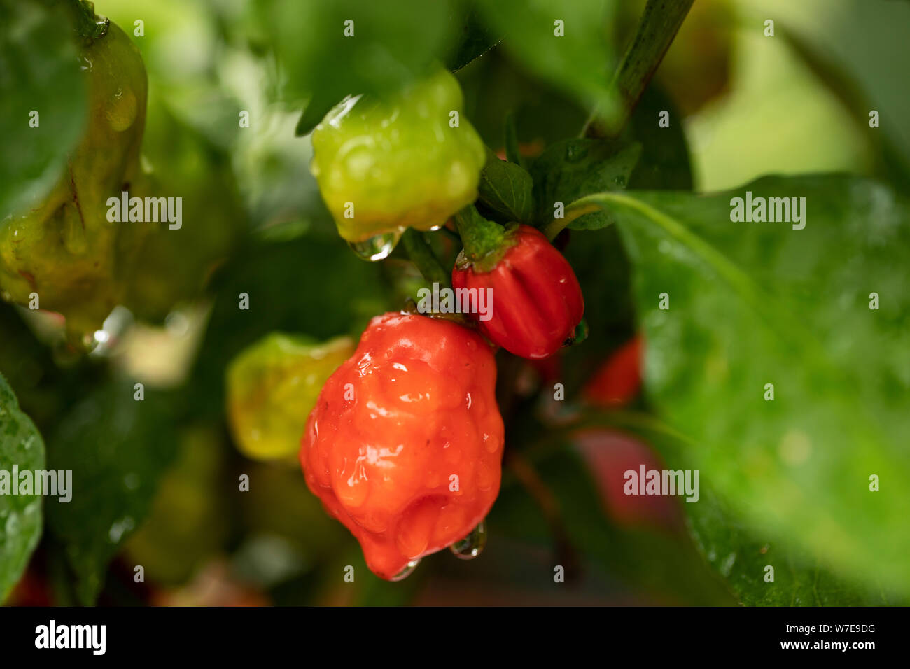 Poivrons Habanero (Capsicum chinense) de la variété Rocotillo, poussant dans un potager. Banque D'Images
