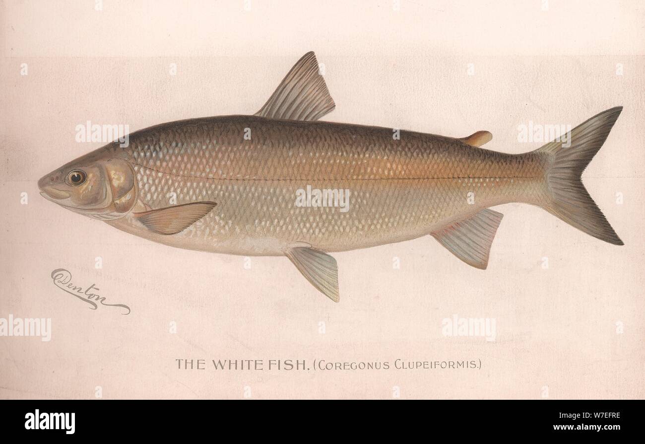 Le poisson blanc (Coregonus Clupeiformis), c.1920s'Artiste : Inconnu Banque D'Images