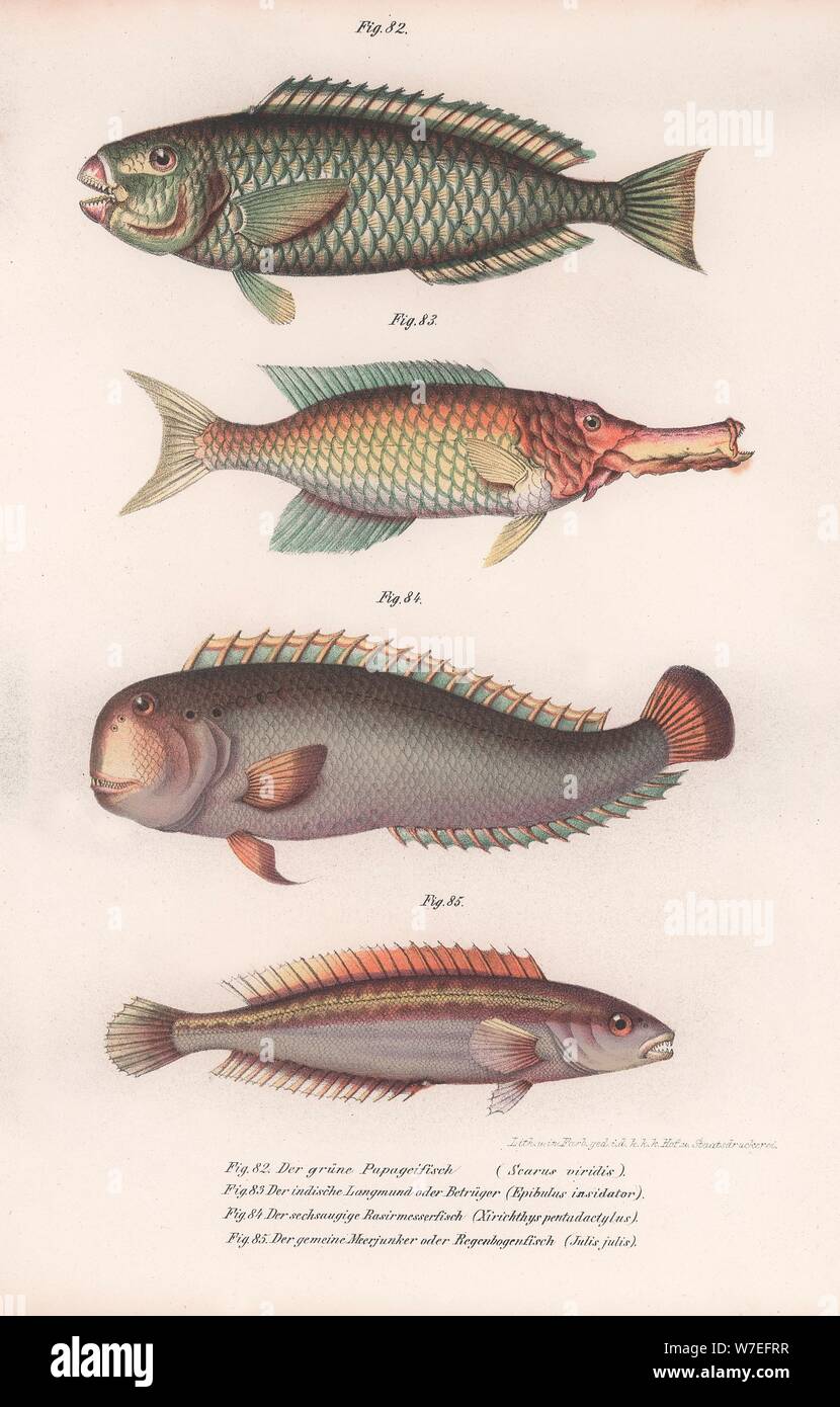 Perroquet vert. Longmouth Rasirnesser, indiens, Napoléon, c.1850s. Artiste : Inconnu. Banque D'Images