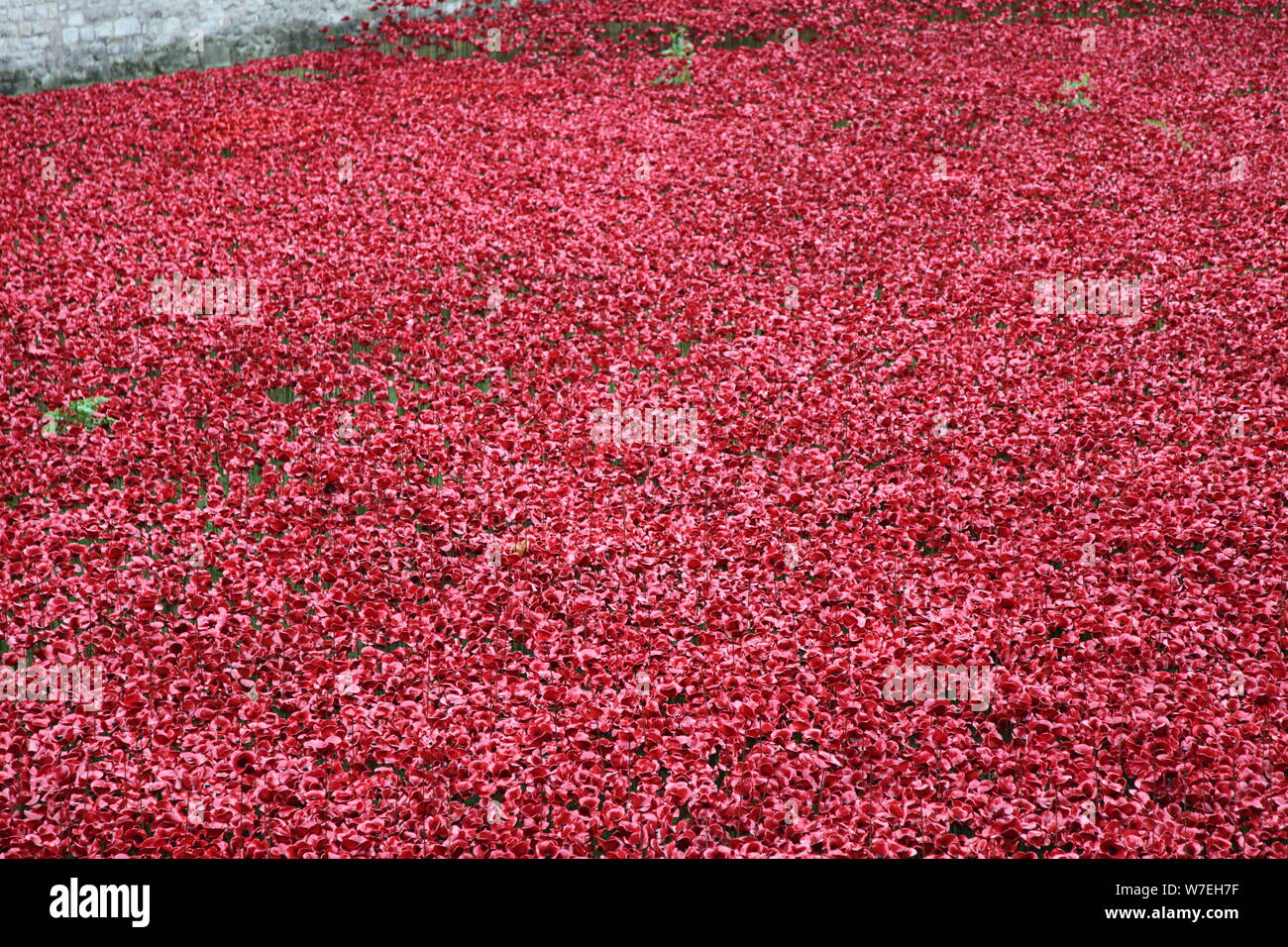 'Blood a balayé les terres et les mers de Red', la Tour de Londres, 2014. Artiste : Sheldon Marshall Banque D'Images