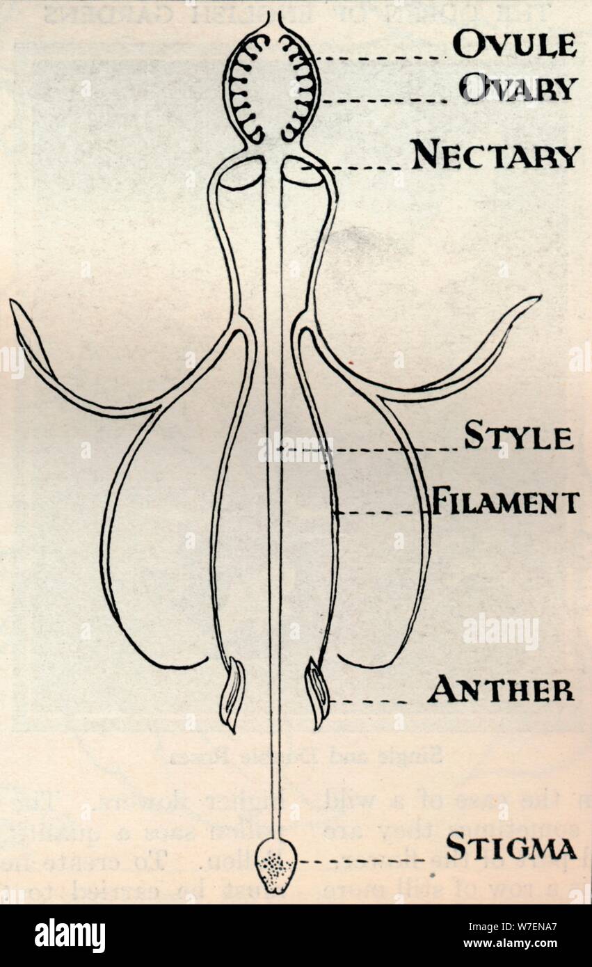 Schéma d'une 'fleur fuchsia, montrant le mécanisme utilisé pour produire des graines", c1934. Artiste : Inconnu. Banque D'Images