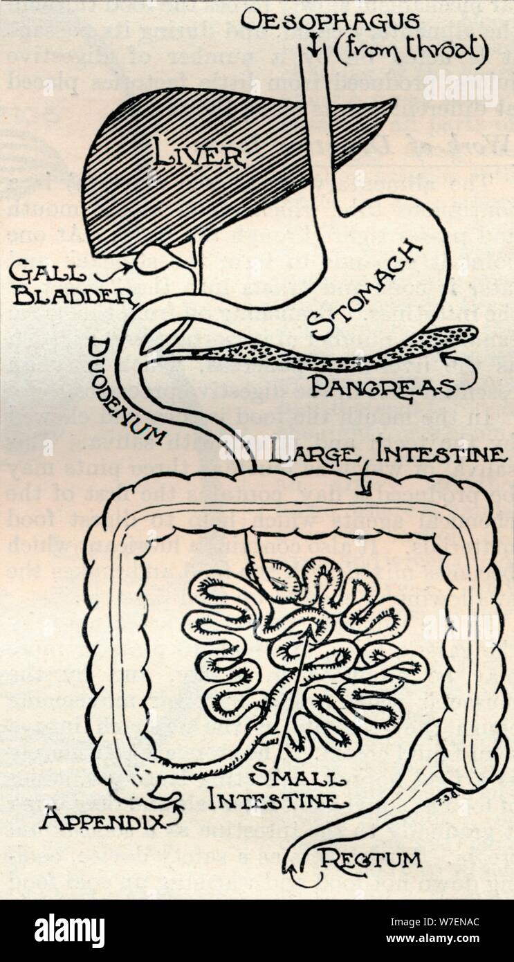 Schéma montrant le "canal alimentaire, qui passe juste à travers le corps', c1934. Artiste : Inconnu. Banque D'Images