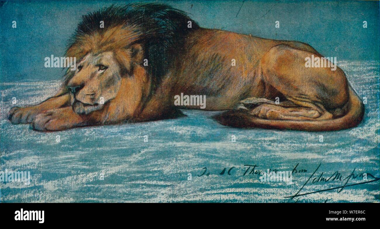 Étude d'un pastel 'Lion', c1900. Artiste : John MacAllan Swan. Banque D'Images