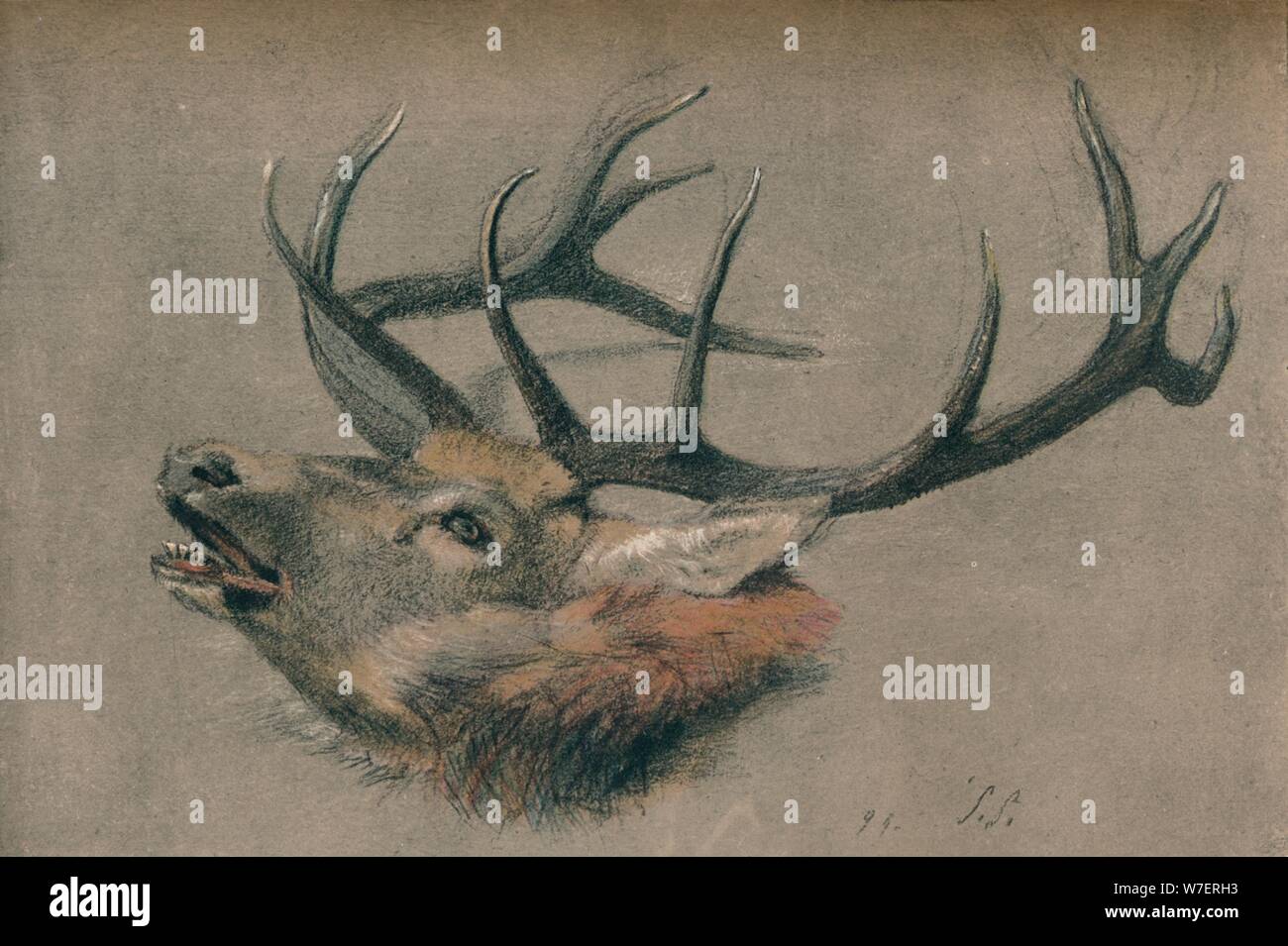 "Étude d'une tête de cerf', c1901. Artiste : John Sydney Steel. Banque D'Images