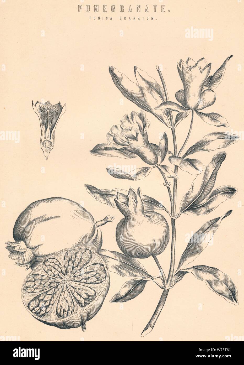 'Pomegranate', c du xixe siècle. Artiste : Inconnu. Banque D'Images