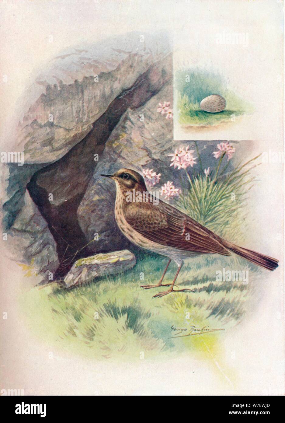 'Rock-Pipit - UNEn'thus obscu'rus', c1910, (1910). Artiste : George James Rankin. Banque D'Images