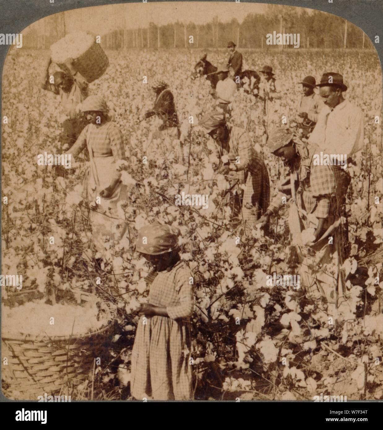 'Est roi - plantation scène avec vendangeurs au travail. La Géorgie', c1900. Artiste : Inconnu. Banque D'Images