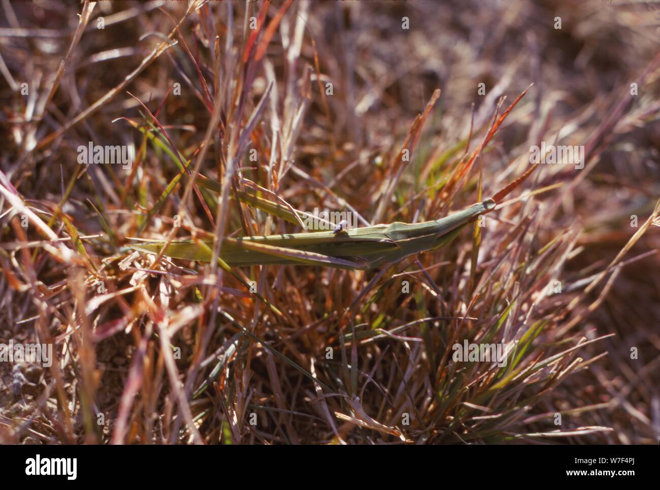 La sauterelle et petit bug dans l'herbe, Kortobacy Puszta, Hongrie, 20e siècle Artiste : CM Dixon. Banque D'Images