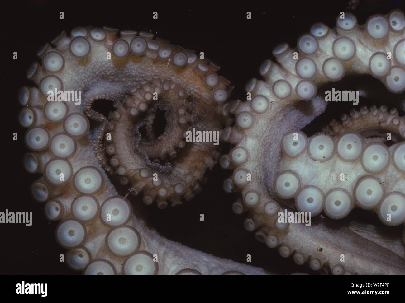 Poulpe (Octopus vulgaris), tentacules, 20e siècle. Artiste : CM Dixon. Banque D'Images