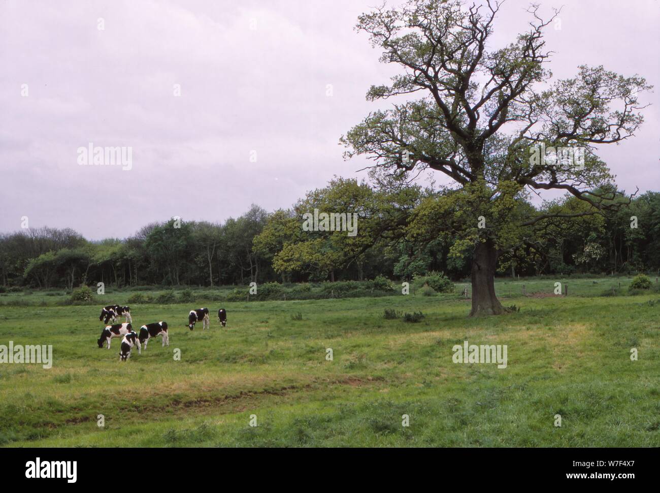 Bosworth Field. Le Leicestershire, Angleterre, 20e siècle. Artiste : CM Dixon. Banque D'Images