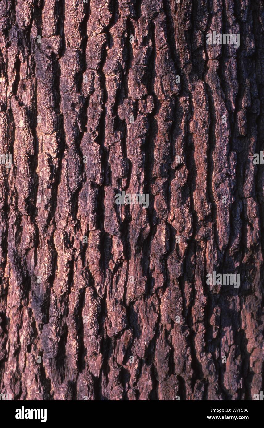L'écorce de chêne, 20e siècle. Artiste : CM Dixon. Banque D'Images