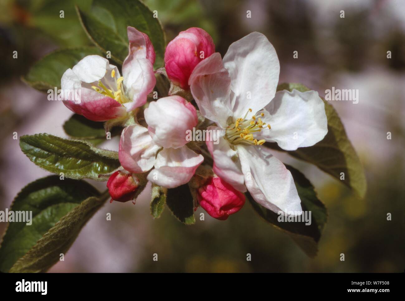 Apple Blossom (avril), 20e siècle. Artiste : CM Dixon. Banque D'Images