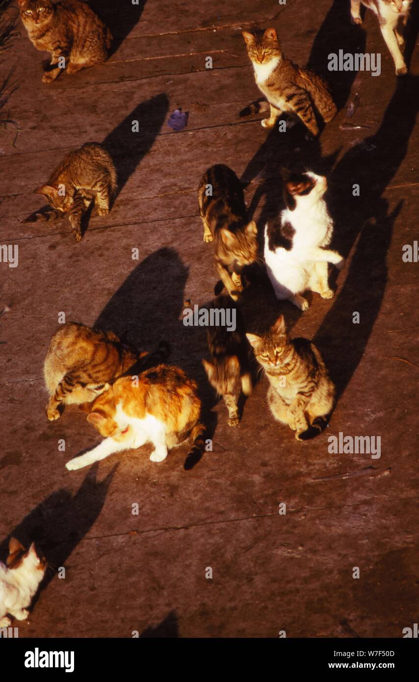 Les chats à Rome à pyramide de Celsius, 20e siècle. Artiste : CM Dixon. Banque D'Images