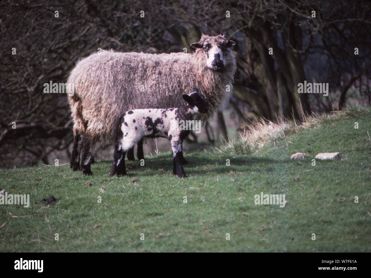 Moutons et agneaux en avril, Wharfedale, Yorkshire, 20e siècle. Artiste : CM Dixon. Banque D'Images