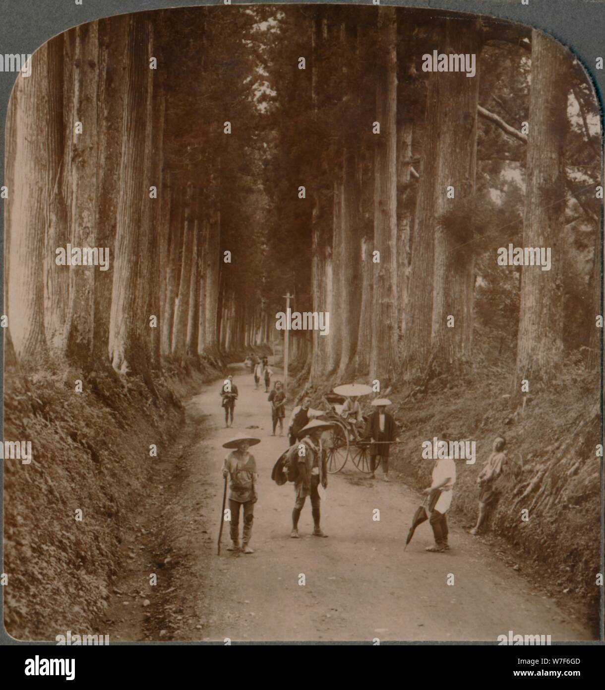 Les oliviers ont été les premiers temples de Dieu - avenue de Cryptomeria, Nikko, Japon", 1904. Artiste : Inconnu. Banque D'Images