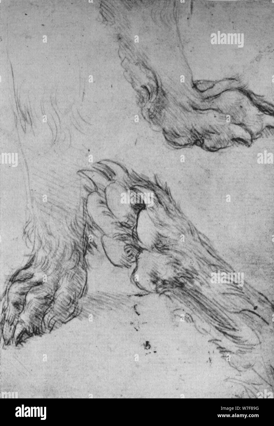 'Trois études des pattes d'un chien ou de loup', c1480 (1945). Artiste : Leonardo da Vinci. Banque D'Images