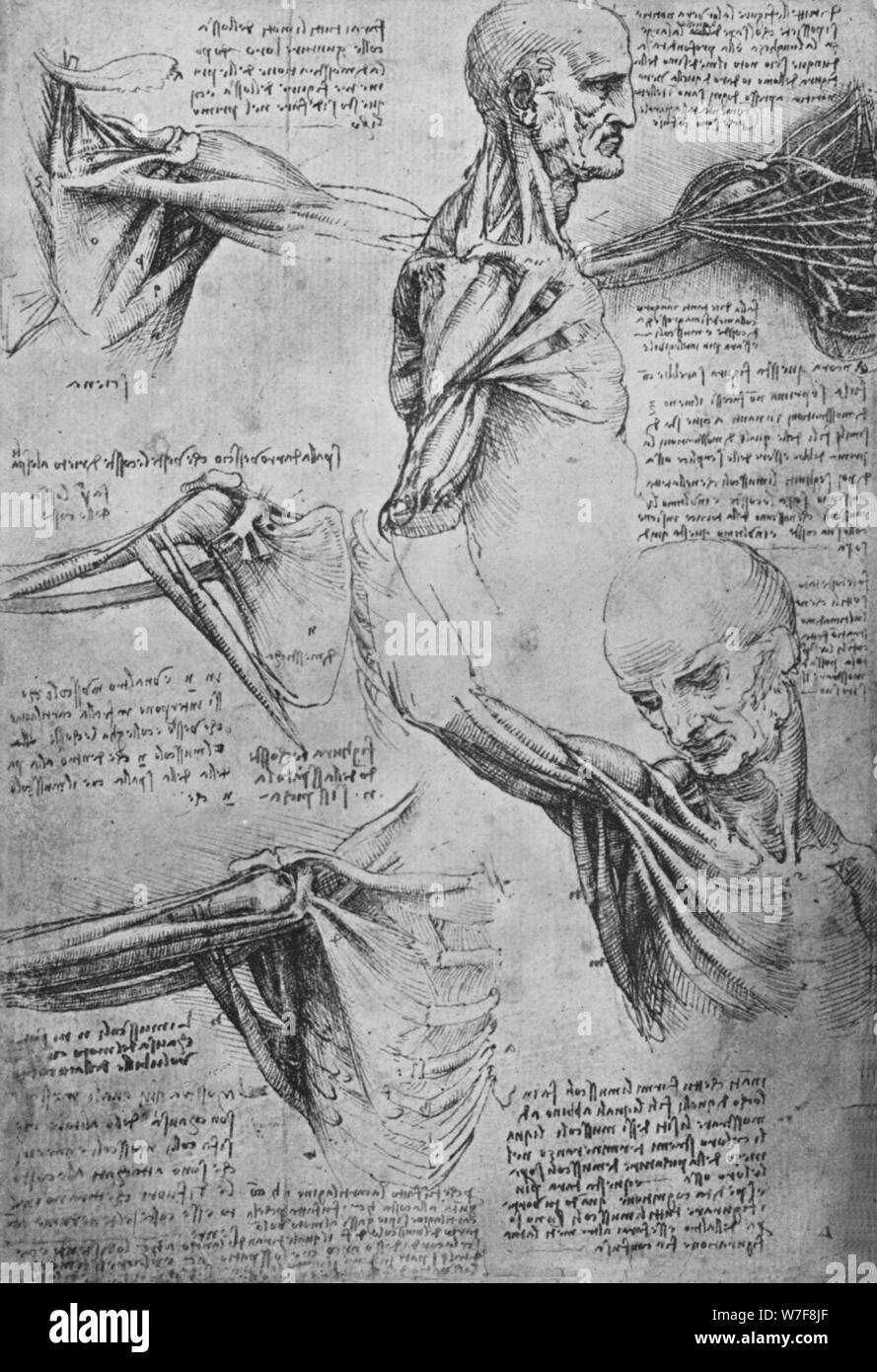 'Les études anatomiques d'un cou et épaules', c1480 (1945). Artiste : Leonardo da Vinci. Banque D'Images