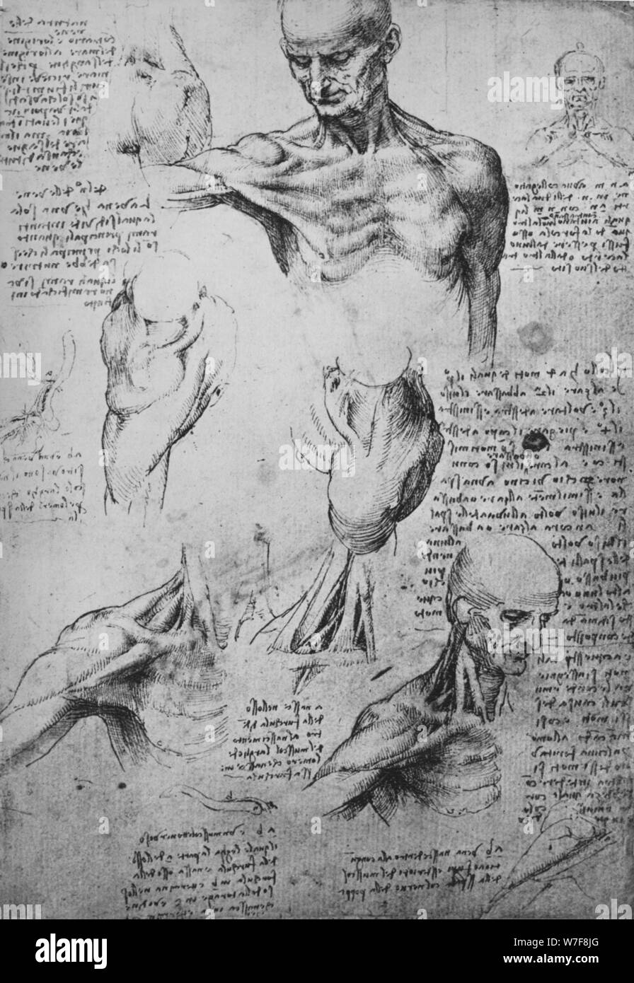 Dessins anatomiques "d'un cou et épaules', c1480 (1945). Artiste : Leonardo da Vinci. Banque D'Images